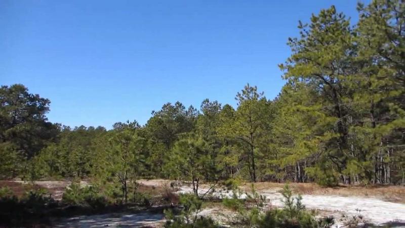 Long Island State Pine Barrens Preserve